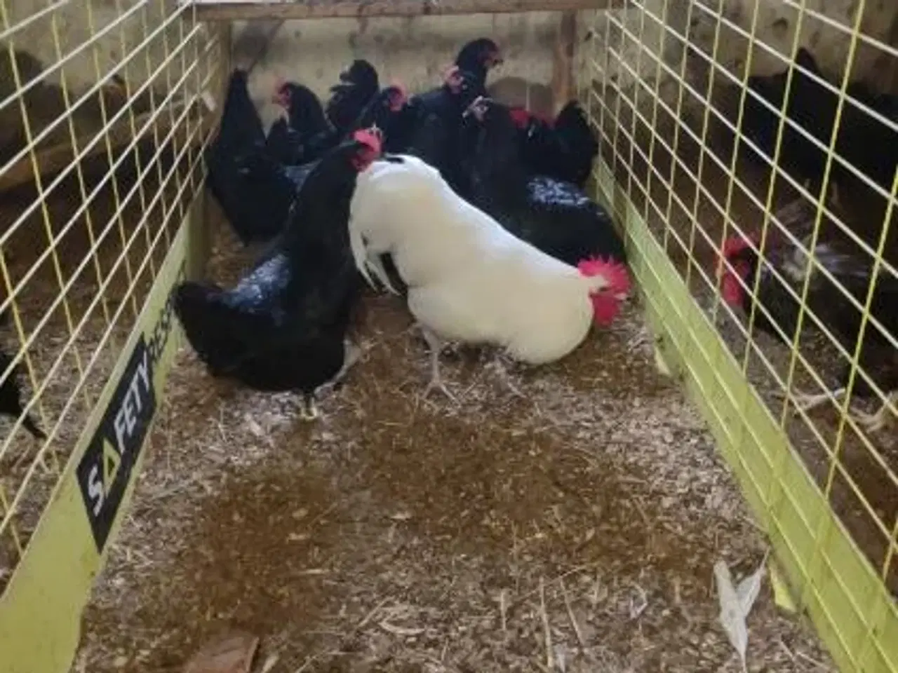 Billede 2 - Australorp høns