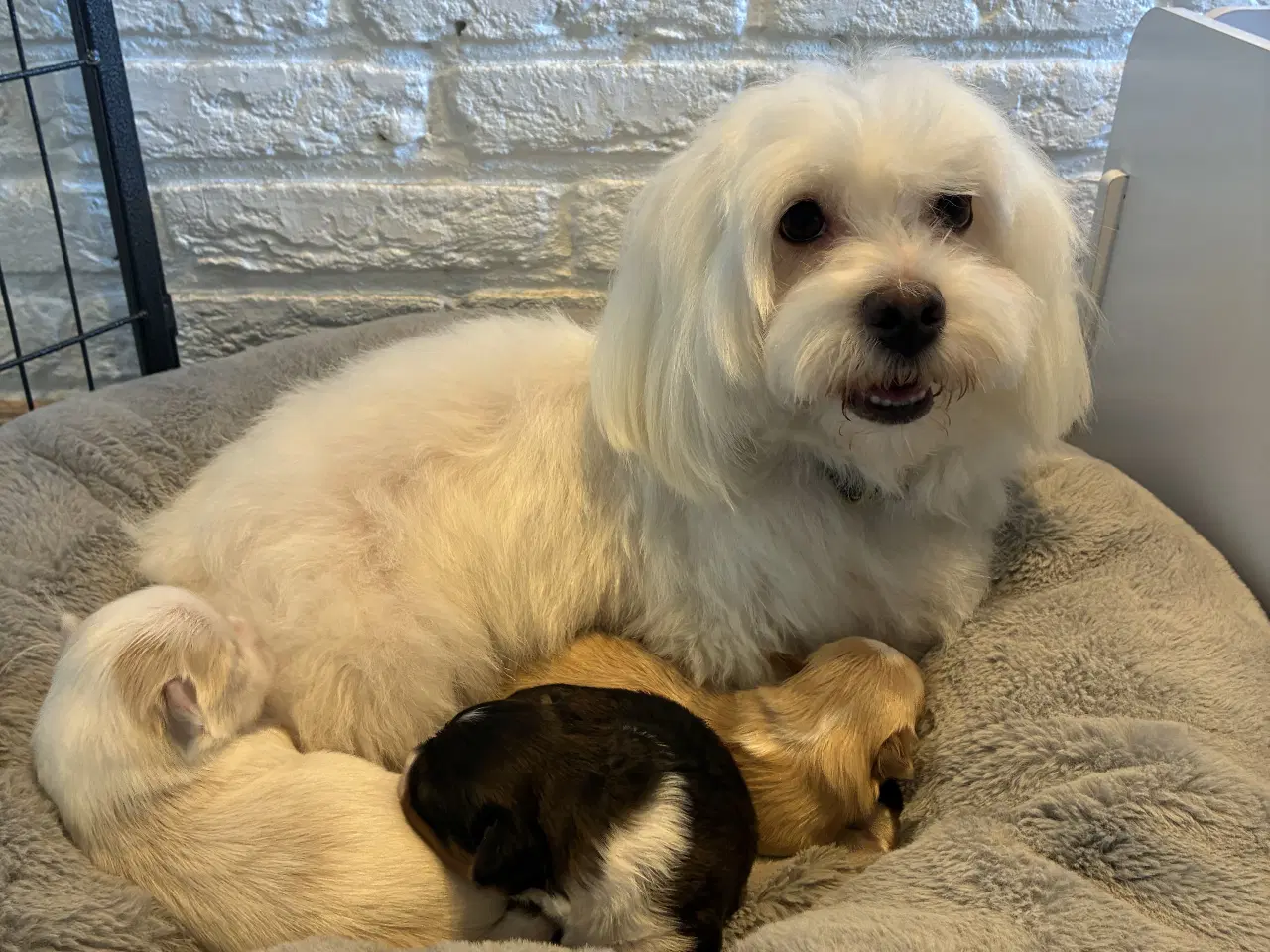 Billede 17 - Søde små Havaton hvalpe