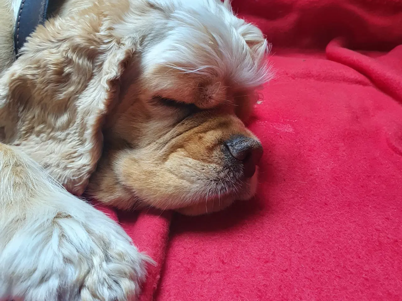 Billede 7 - Amerikansk cocker spaniel valper født 10 juni til 