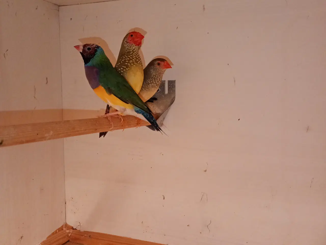 Billede 2 - Goulden samarin han 