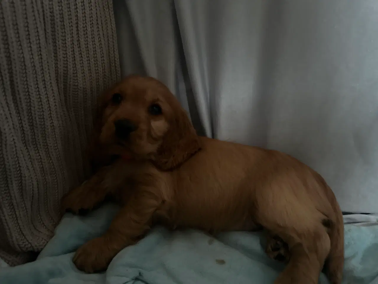Billede 3 - Cocker spaniel 