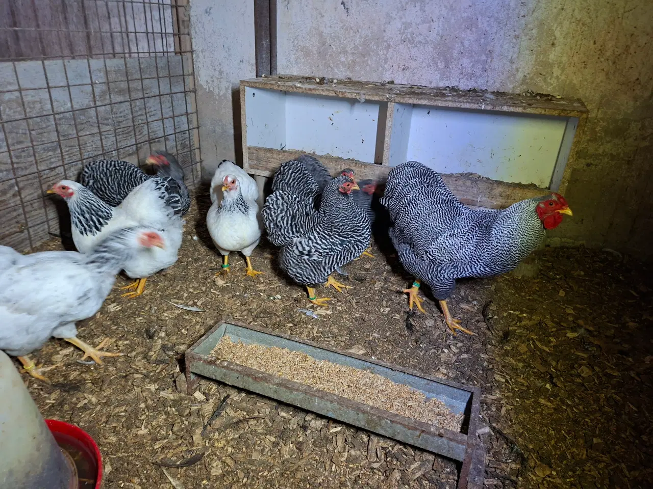Billede 3 - Dværghøns