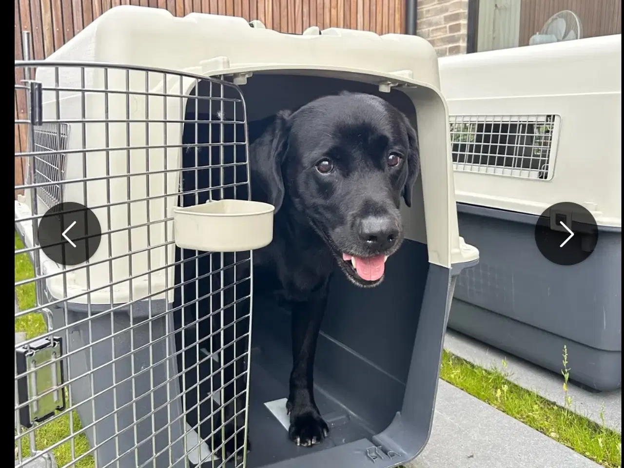 Billede 1 - Hunde transportboks XXL købes