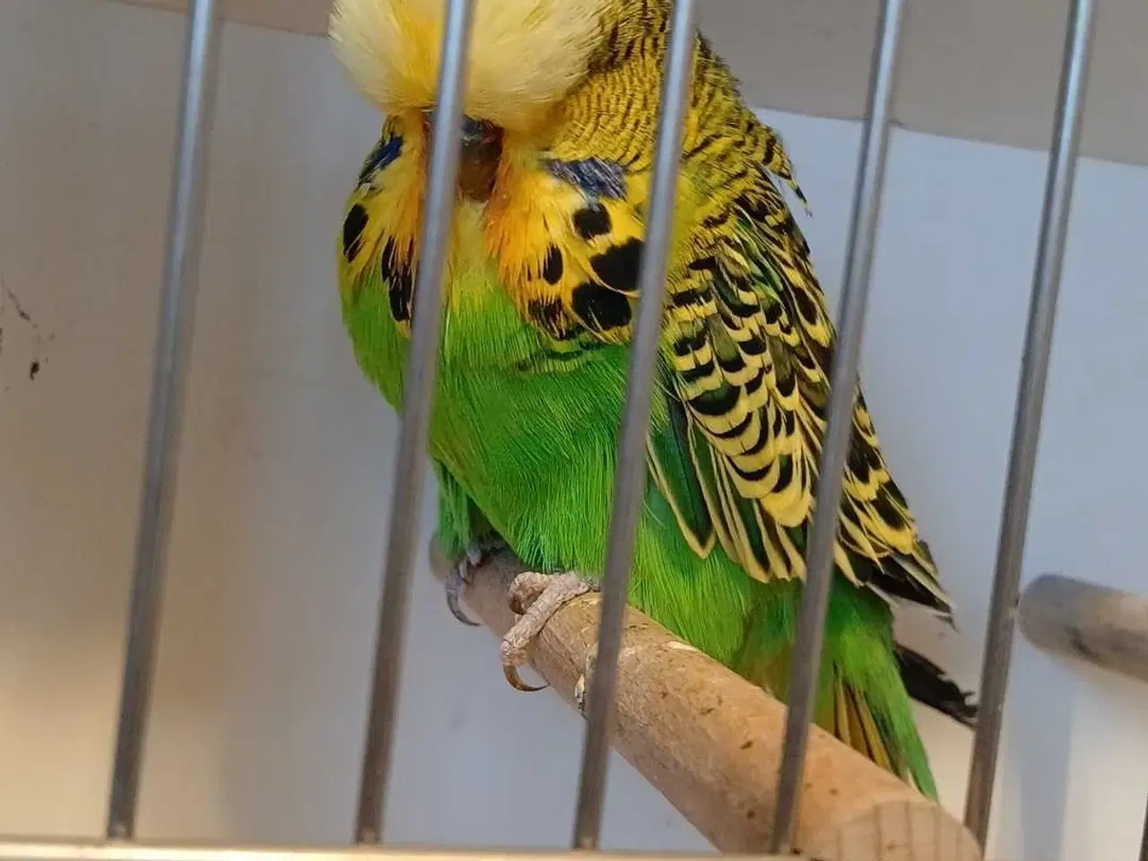 Billede 9 - Engelsk undulat han