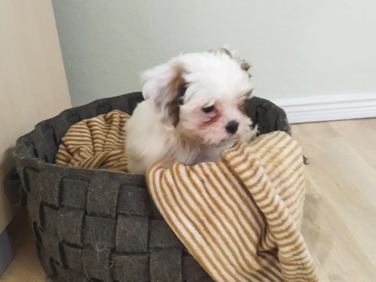 Billede 4 - COTON DE TULEAR BL