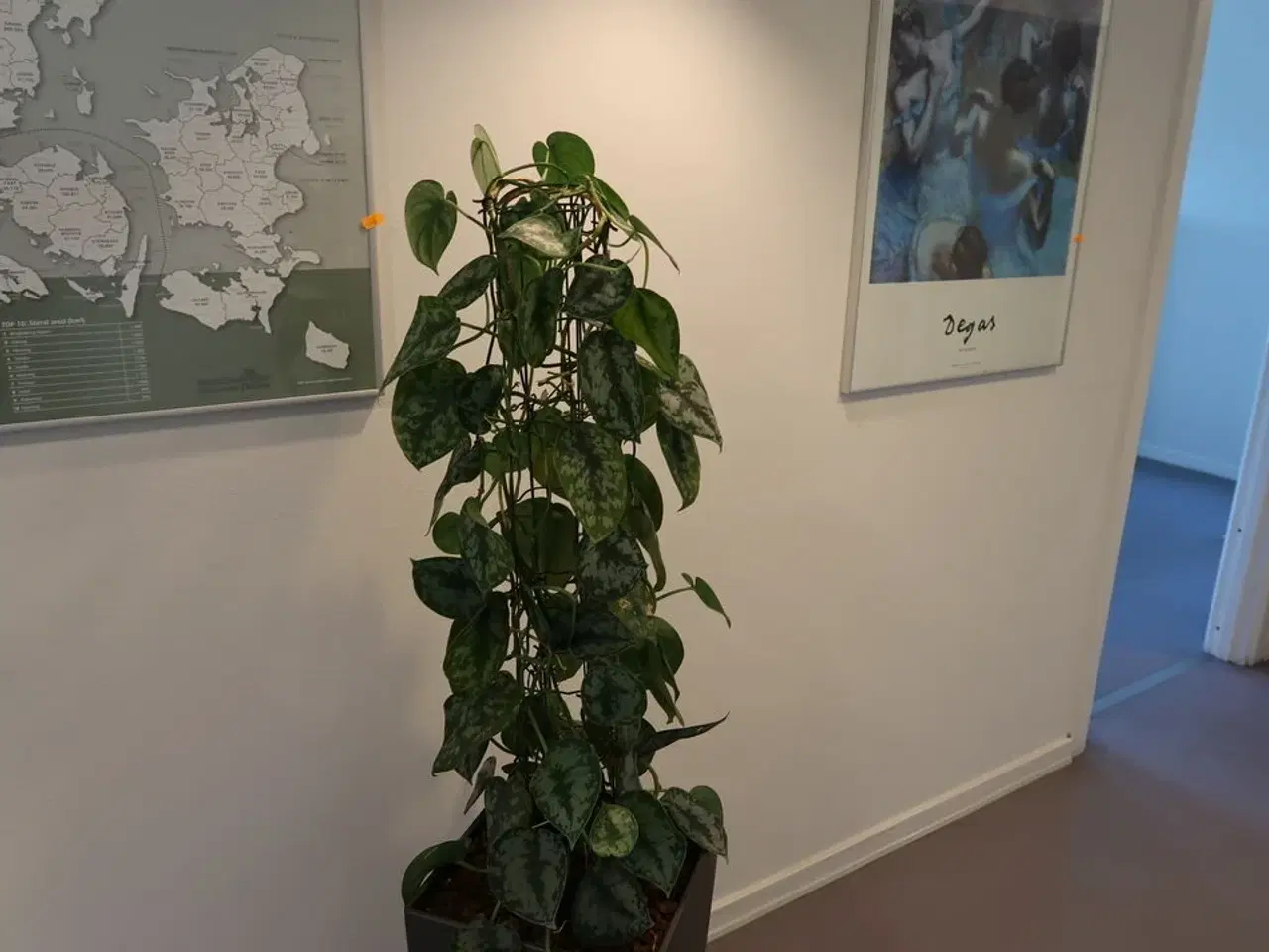 Billede 2 - Plante i krukke