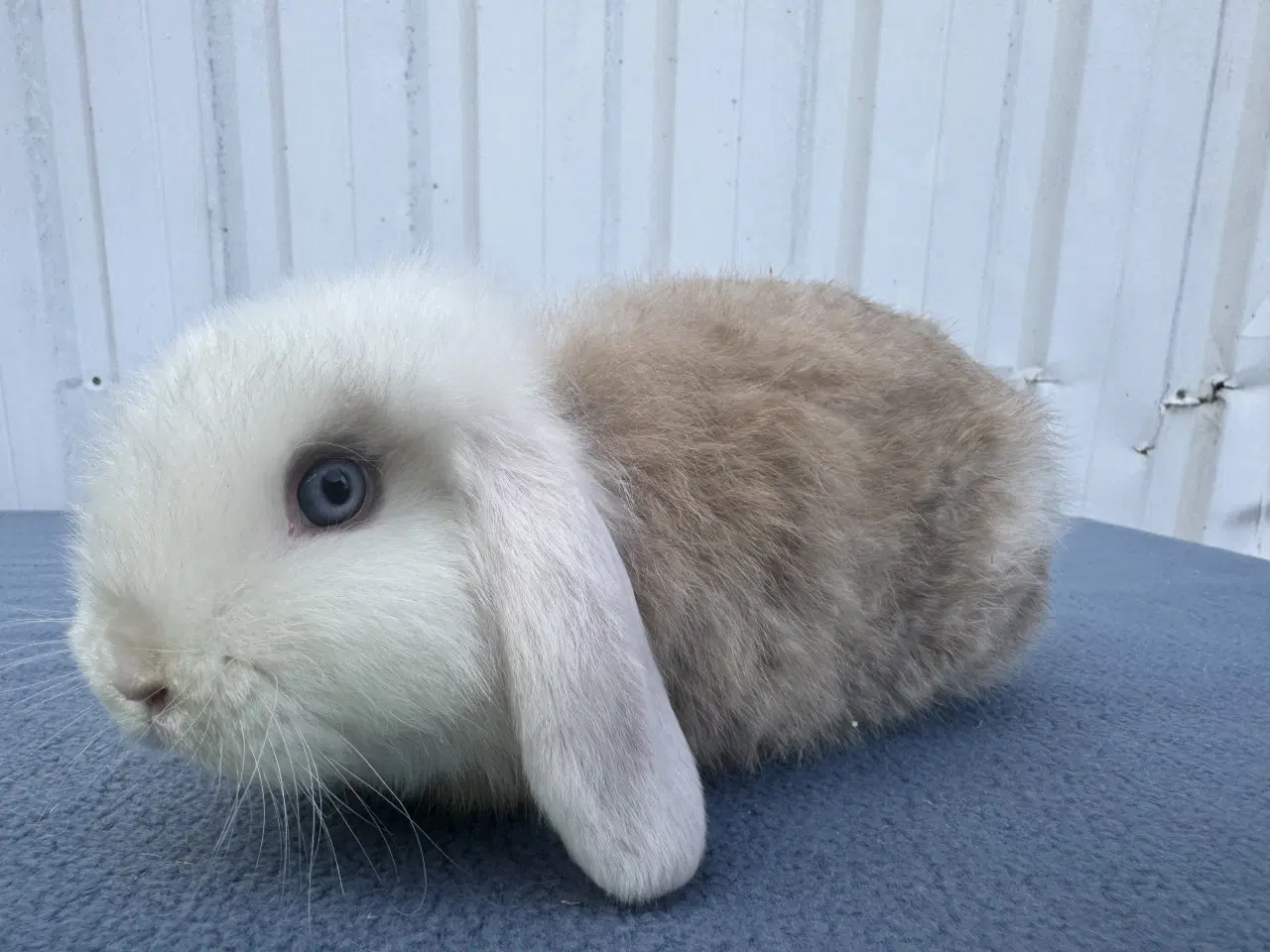 Billede 2 - Mini lop satin hunkanin