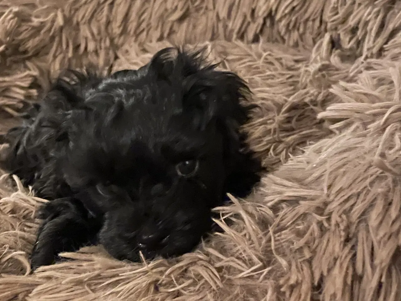 Billede 2 - Russkaya Tsvetsnaya Bolonka hvalp