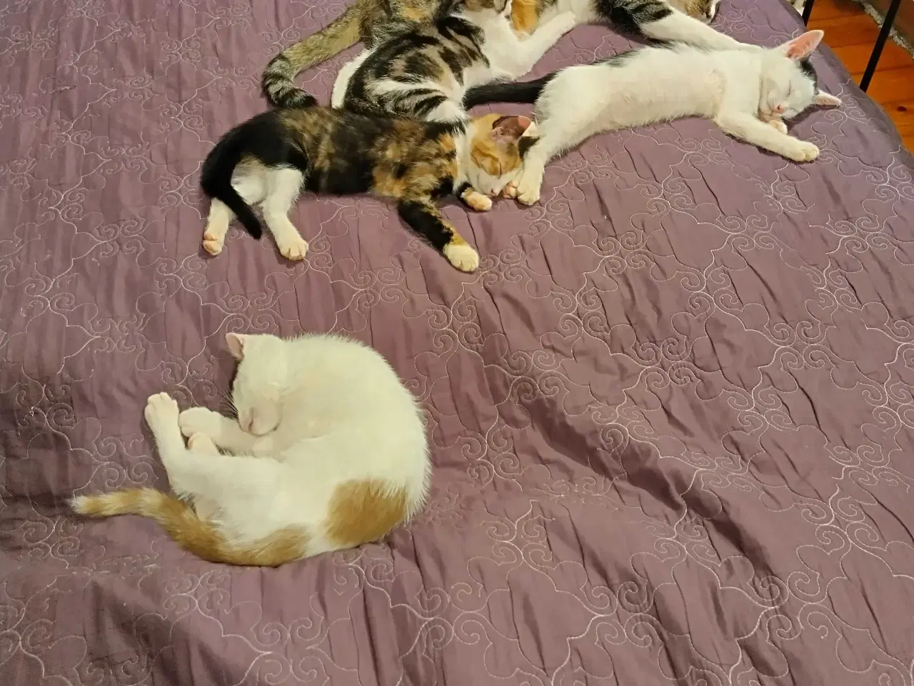 Billede 2 - Kærlige, søde, renlige og legesyge killinger