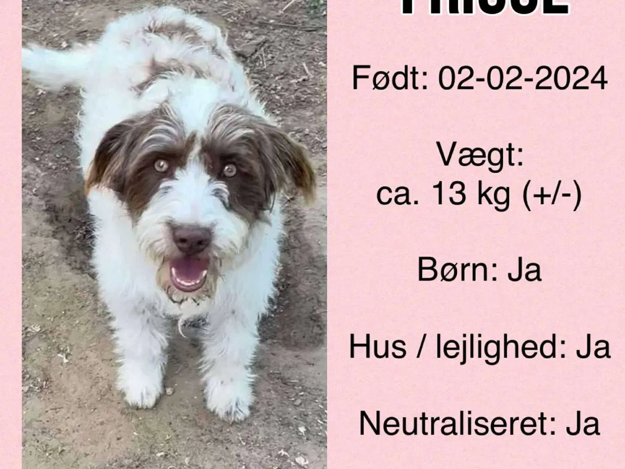 Billede 7 - Sødeste Frigge uldtot (Lagotto mix)