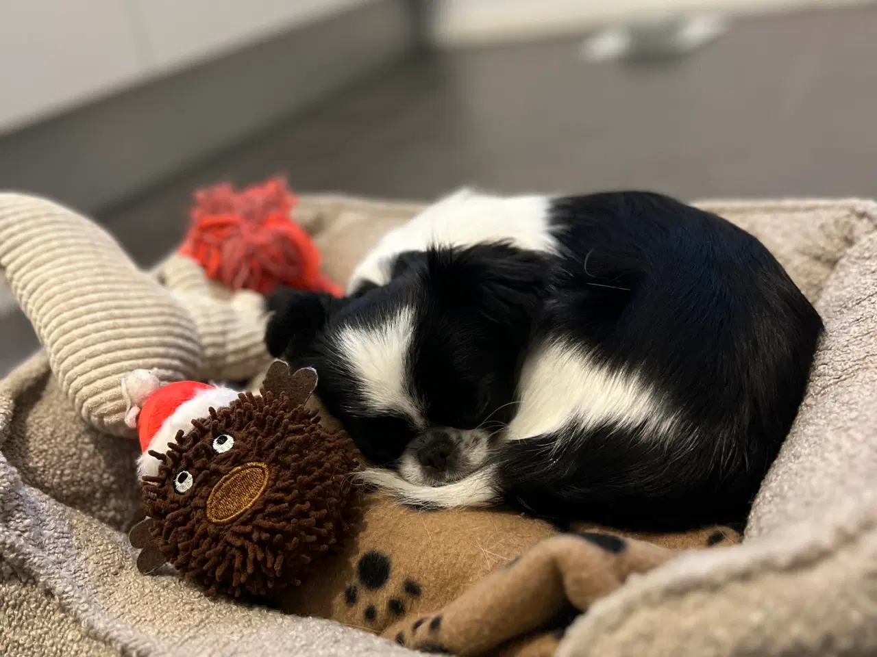 Billede 2 - Sød langhåret Chihuahua mix