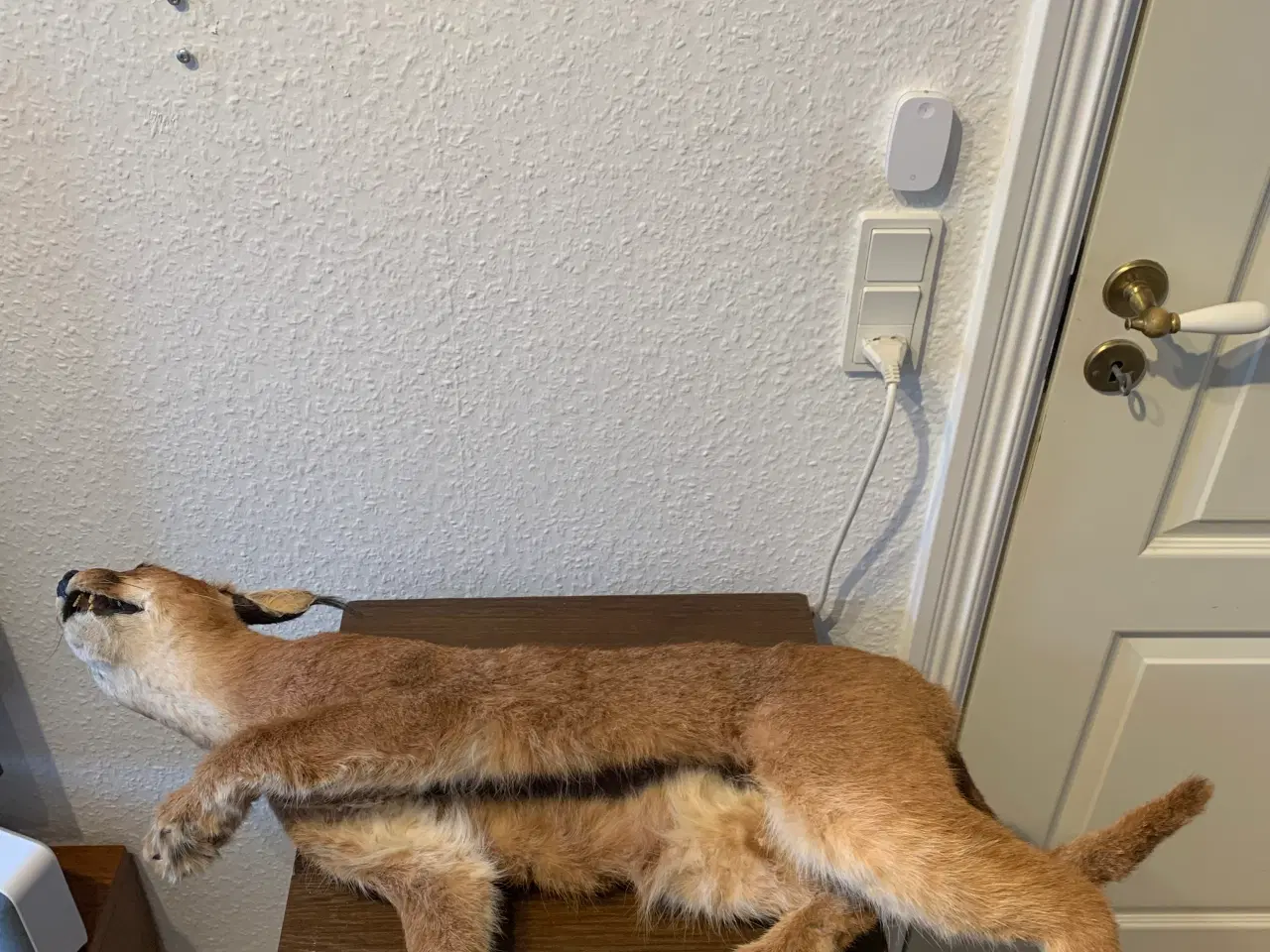 Billede 8 - Udstoppet caracal/ørkenlos