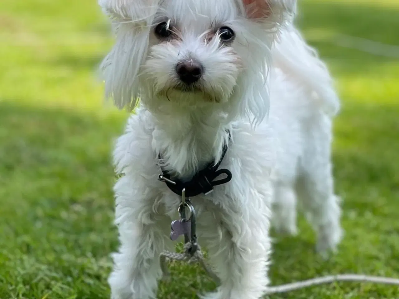 Billede 2 - Blanding af maltesere og yorkshire terrier