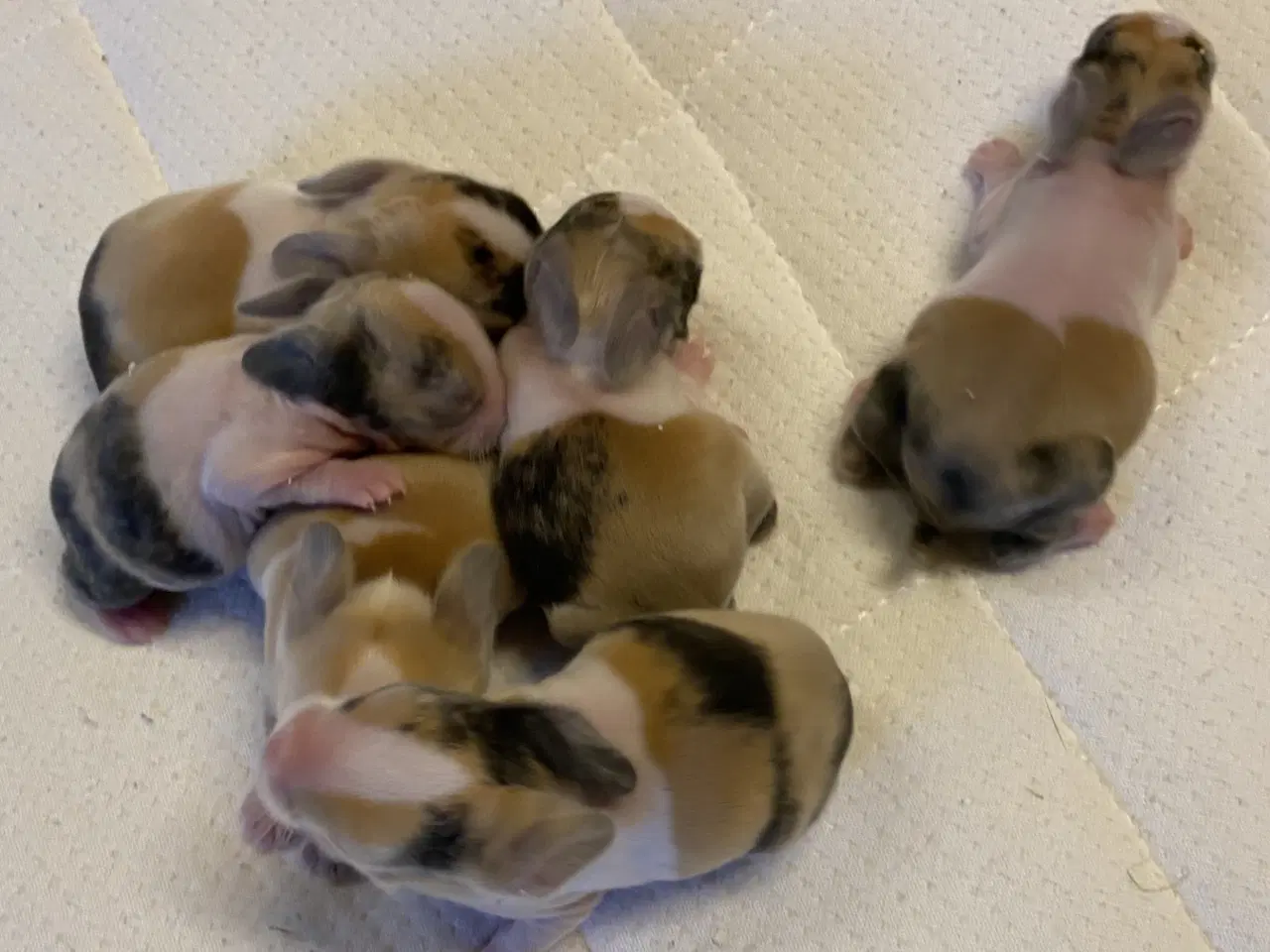 Billede 2 - HOLLÆNDER HUN JAPANER SORT/ GUL