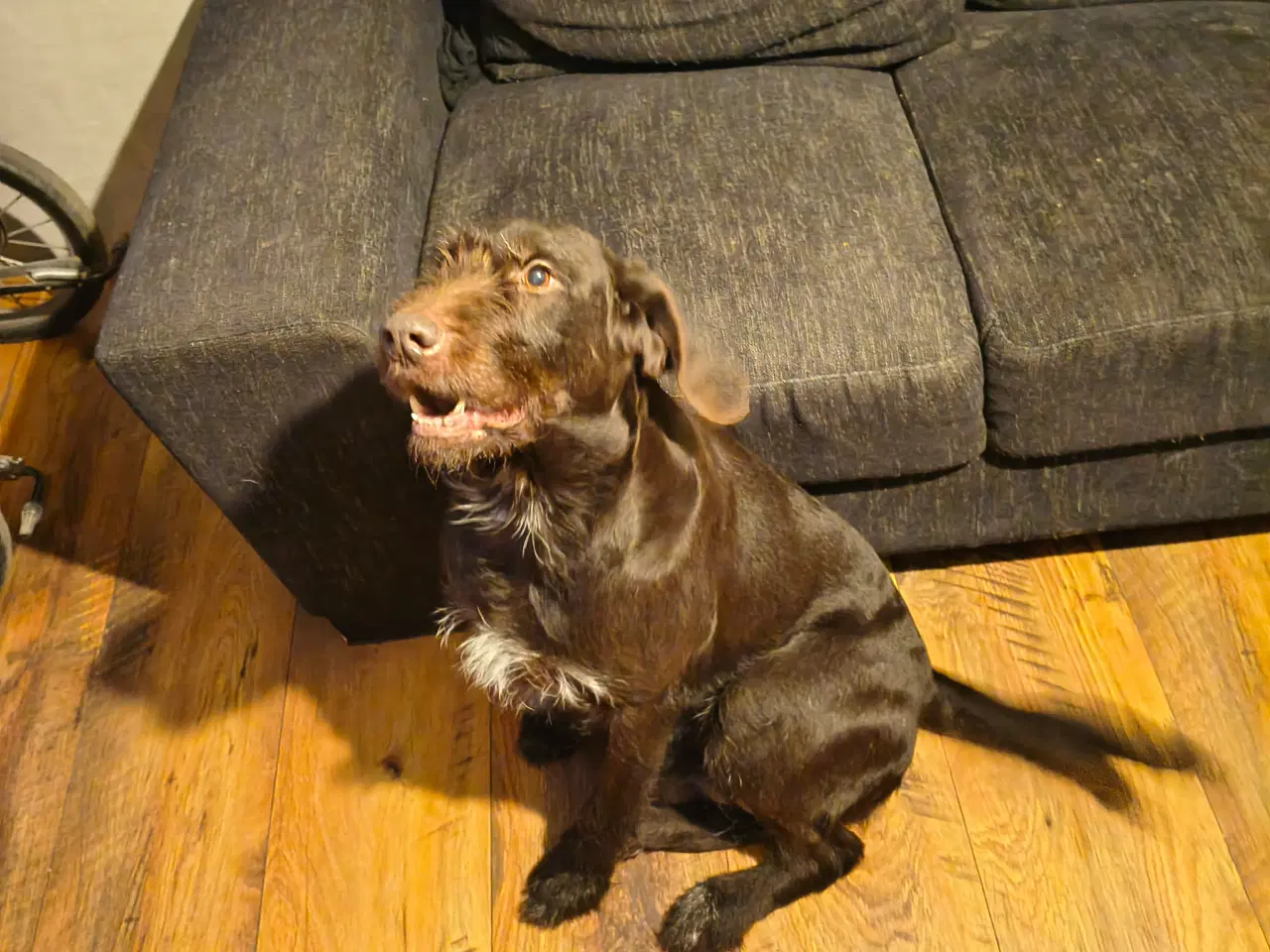 Billede 3 - Rulabber (Labrador/Ruhåret hønsehund).