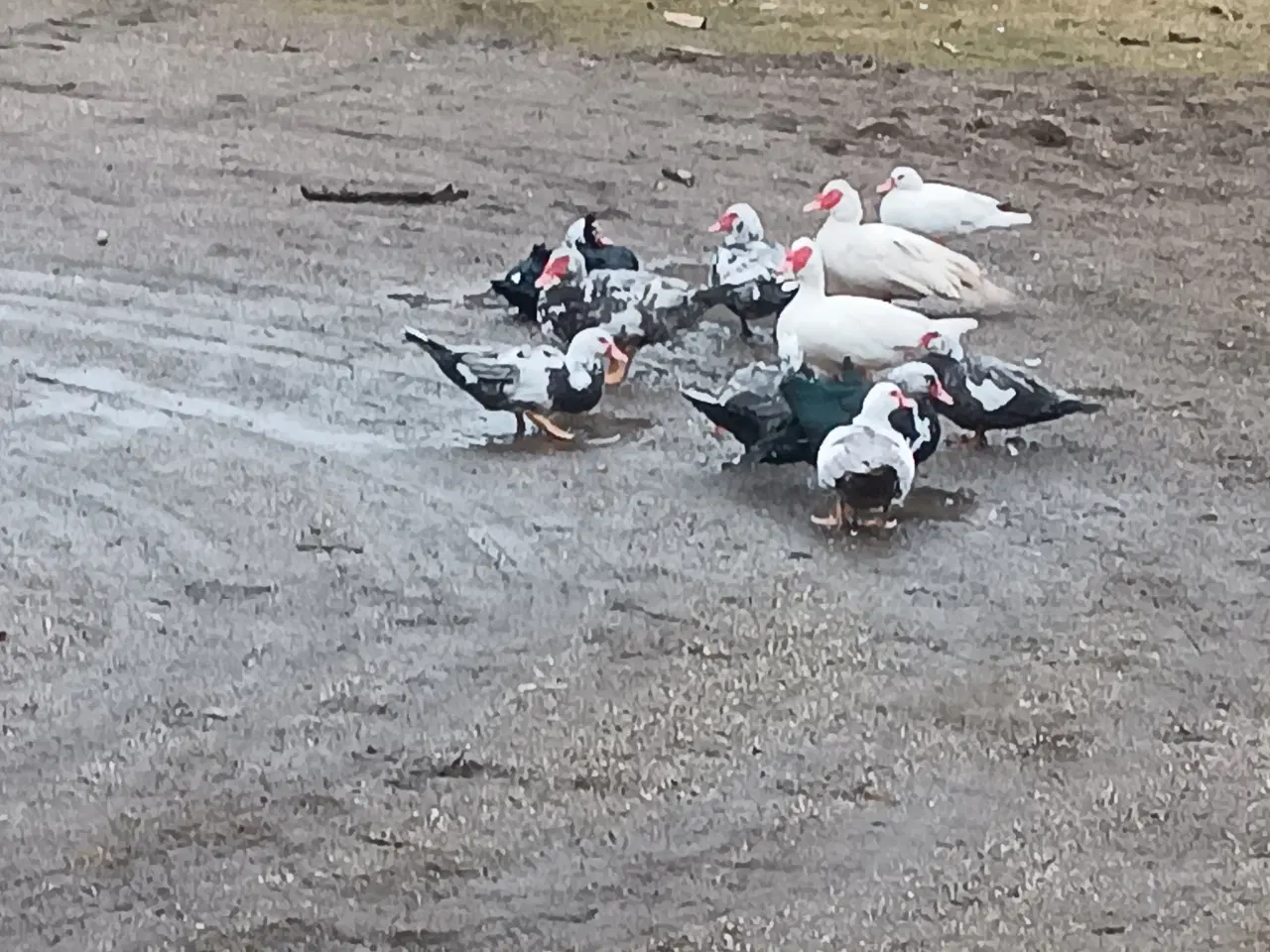 Billede 3 - Moskus ænder  og herre søger ny andedam 