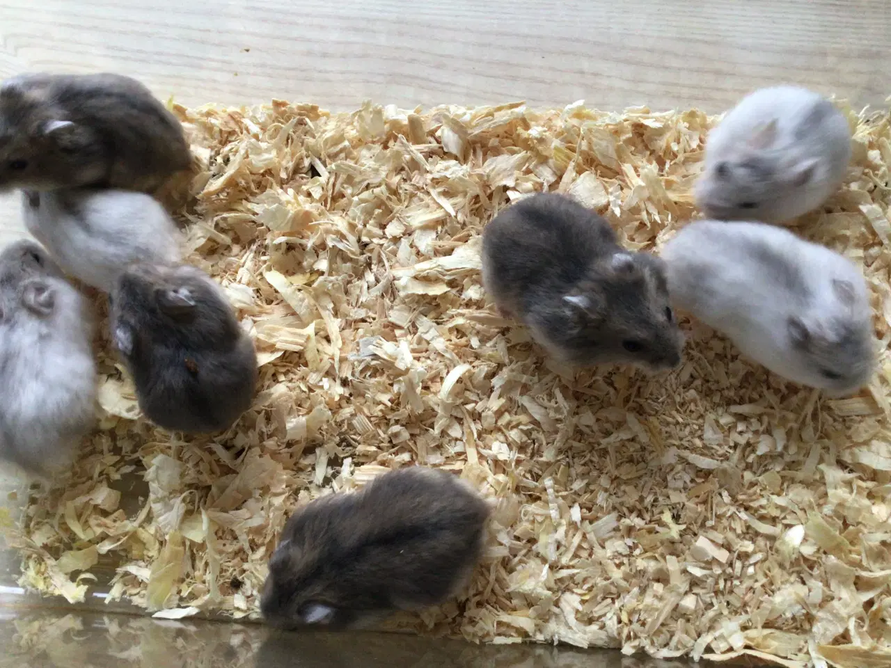 Billede 5 - Cambells hamster