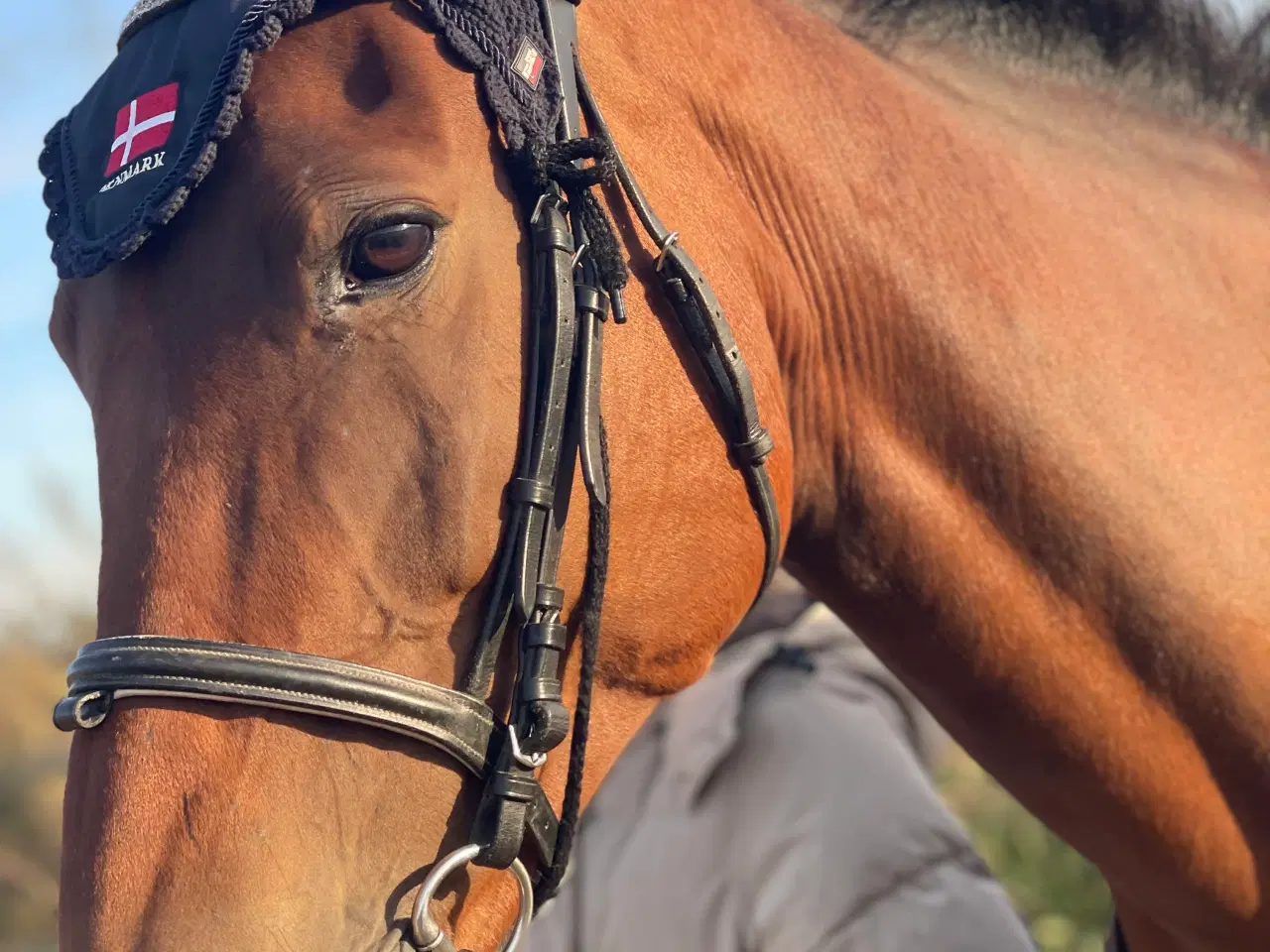 Billede 5 - Hest