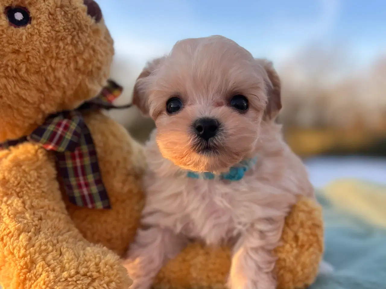 Billede 3 - Mini Maltipoo