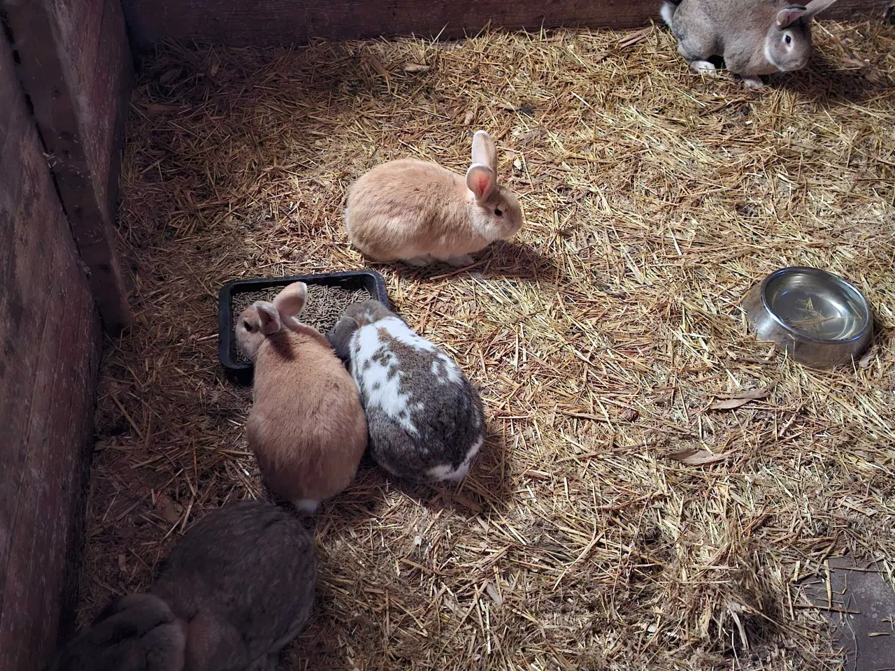 Billede 1 - Store kaniner klar til avl.