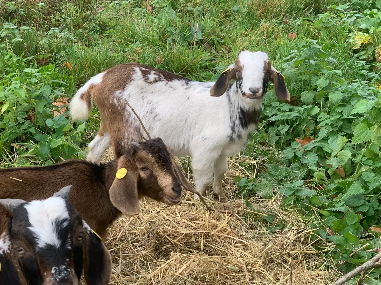 Billede 5 - Overvejer du avl af nubiske geder?