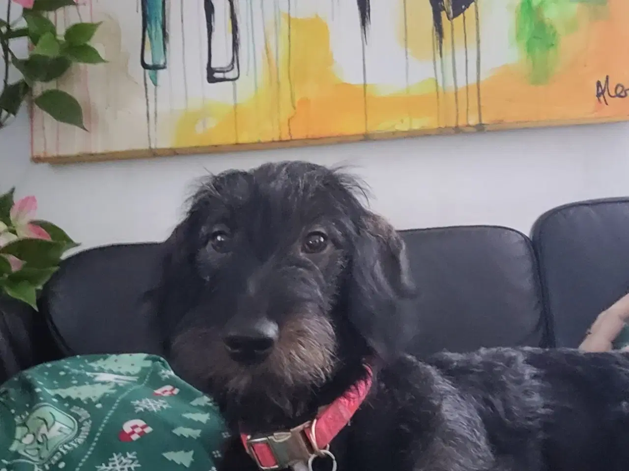 Billede 4 - Gravhund bl dansk svensk tæve 8 mdr