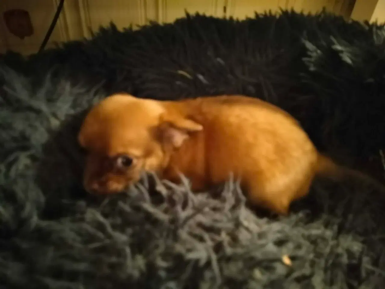 Billede 2 - 5 lækre små Chihuahua hvalpe