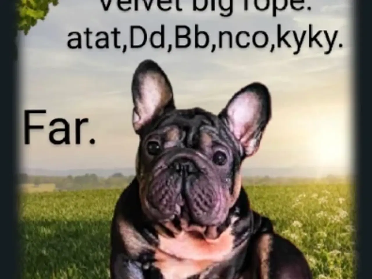 Billede 12 - Fransk Velvet bulldog. NEDSAT!