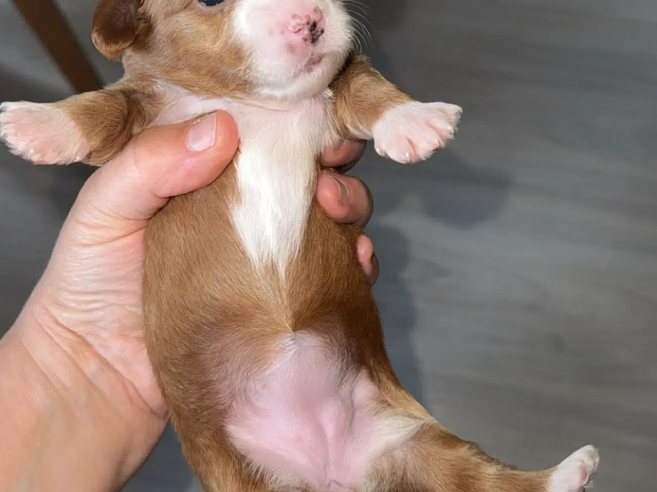 Billede 6 - Dejlige familiehund.
