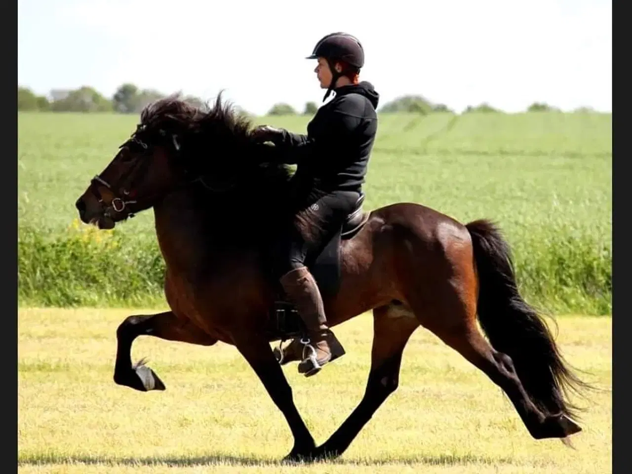 Billede 20 - Avl - Stævne eller Luksus ridehest <3