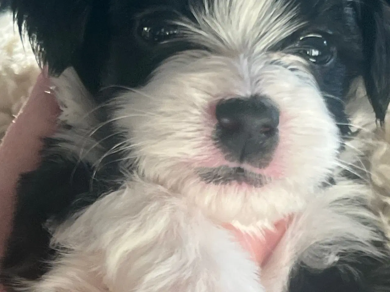 Billede 4 - Klar den 25 december