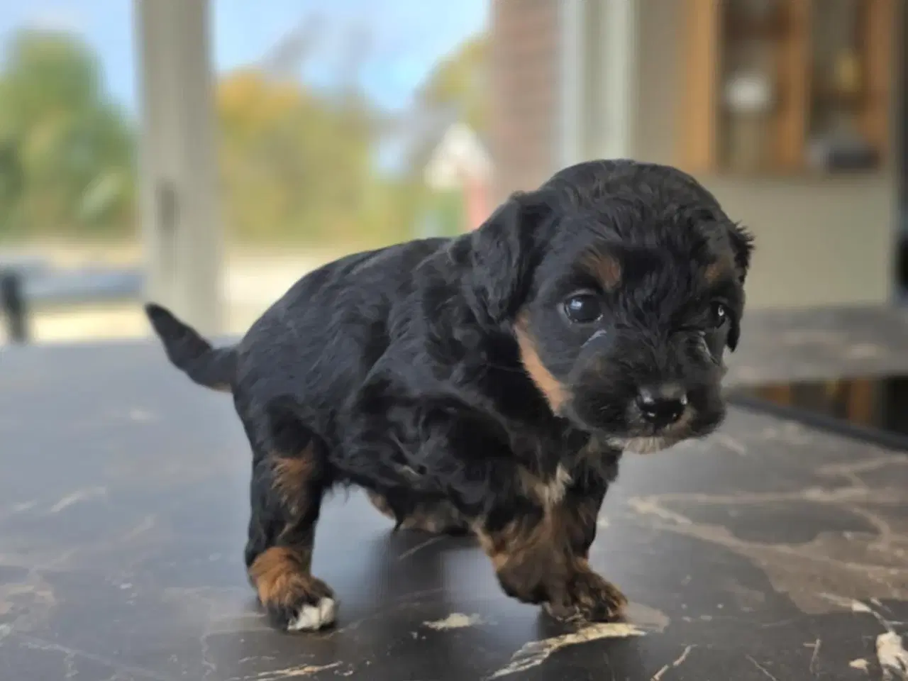 Billede 3 - Maltipoo 