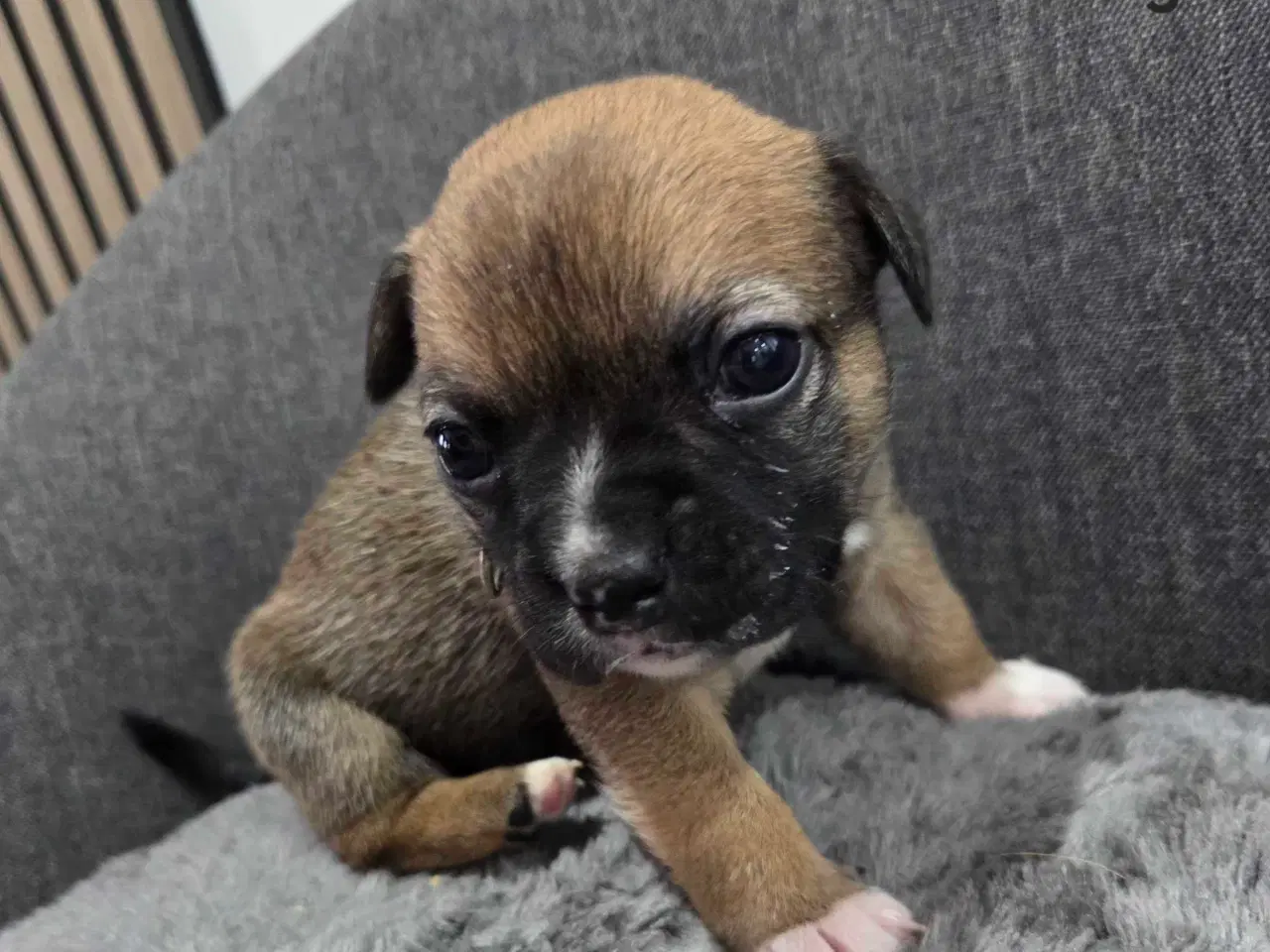 Billede 2 - Bullhuahua hvalpe 