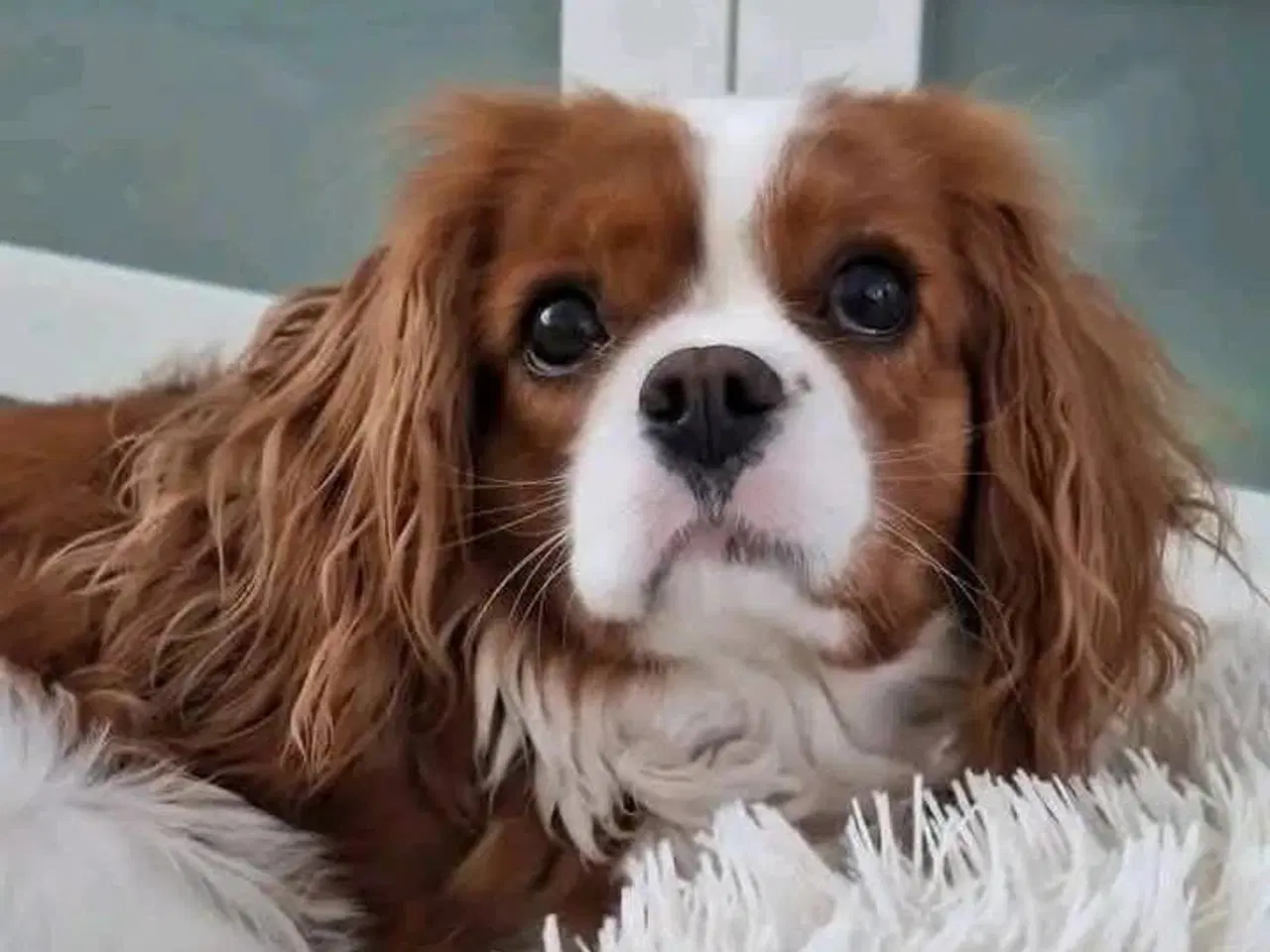 Billede 2 - Omplacerings hunde/ cavaleir King Charles spaniel