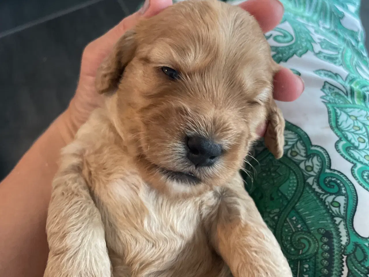 Billede 5 - Cockapoo F2 hvalpe