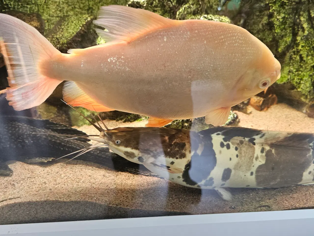 Billede 7 - Albino pacu 25-30 cm