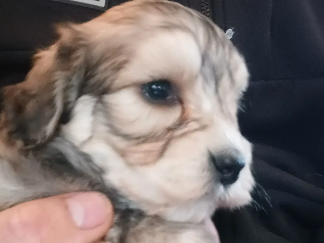 Billede 1 - Bomuldshund/langhåret Dværggravhund