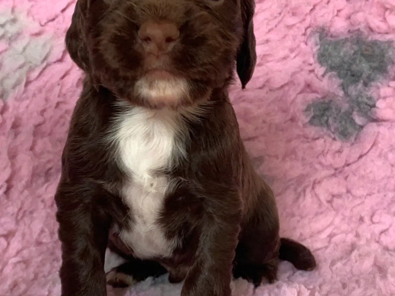 Billede 5 - FT Cocker Spaniel hvalpe