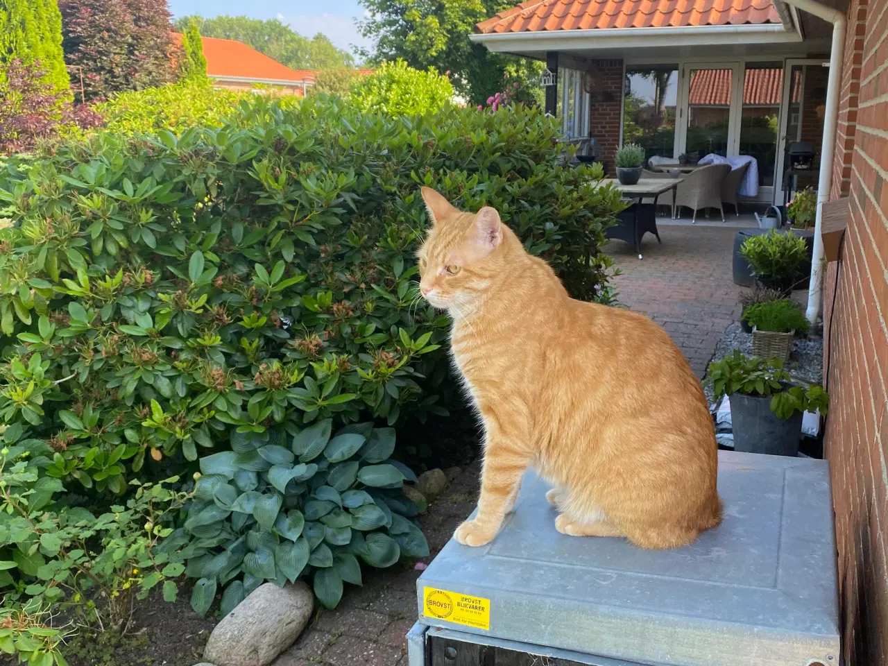 Billede 1 - Kærlig rød hankat