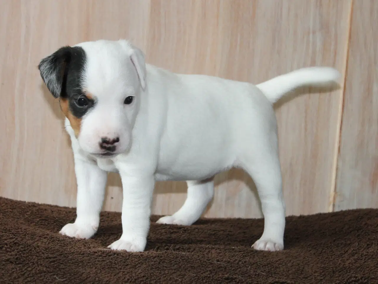 Billede 4 - Jack Russel Hvalpe