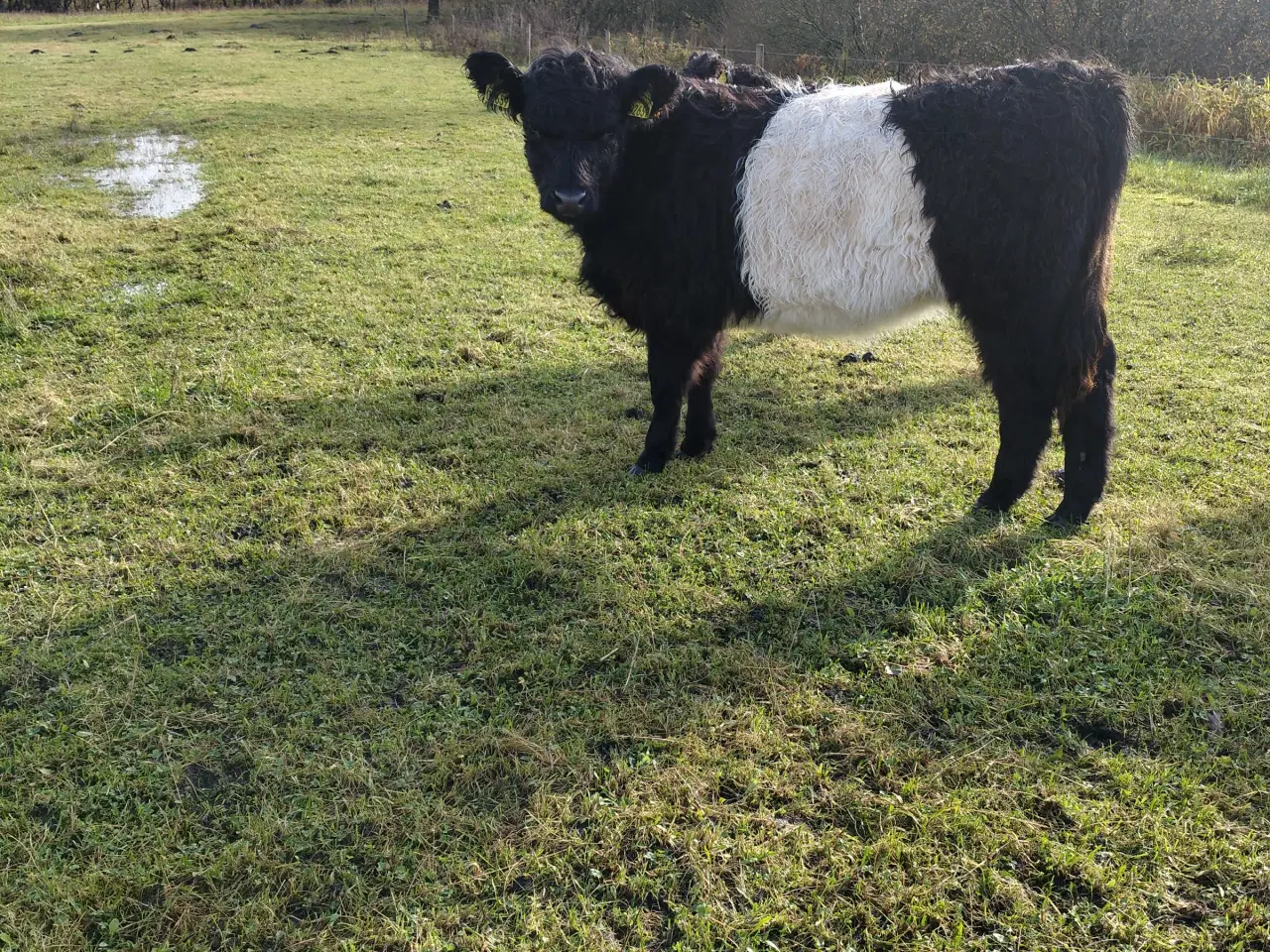 Billede 1 - Sort bæltede kvie 