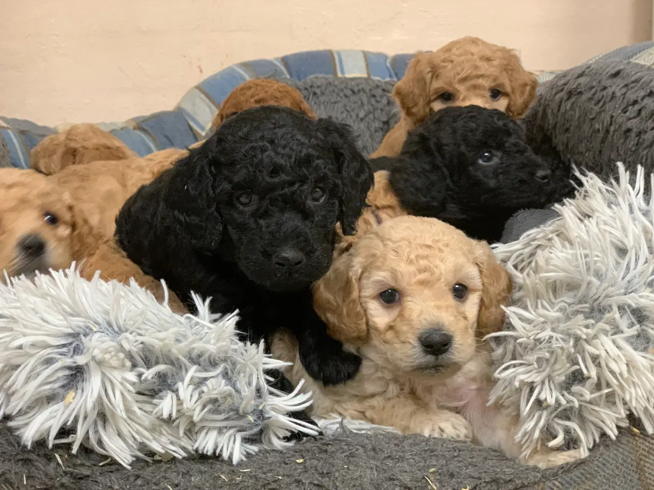 Billede 5 - Mini Golden Doodle babyer 