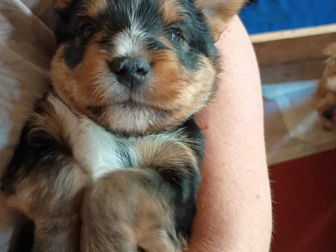 Billede 1 - Yorkshire Terrier hvalpe 