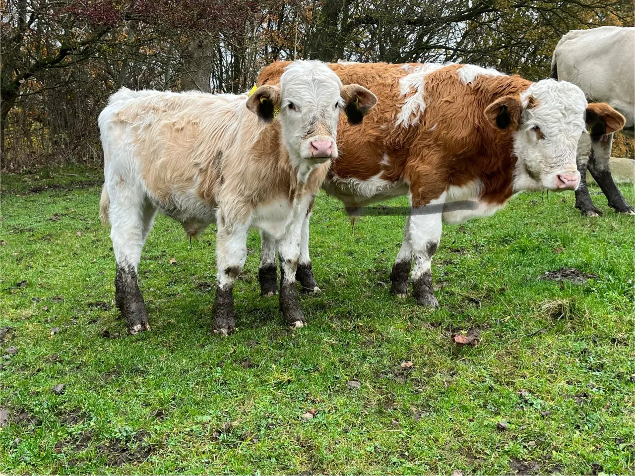 Billede 2 - Simmentaler tyrekalve søger nyt hjem