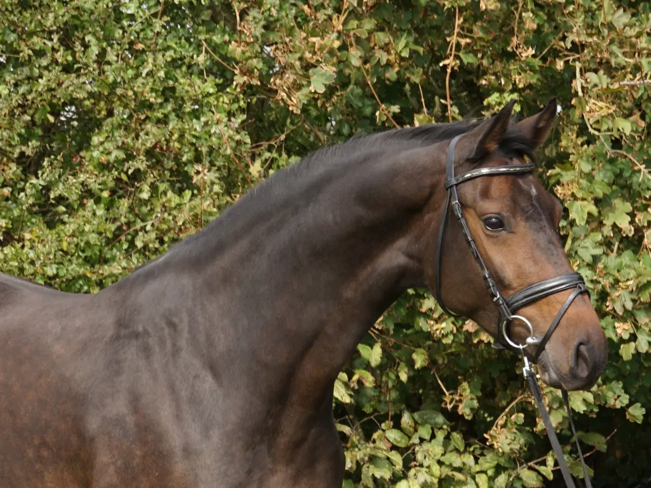 Billede 1 - DV Hovedstambogs avlshoppe