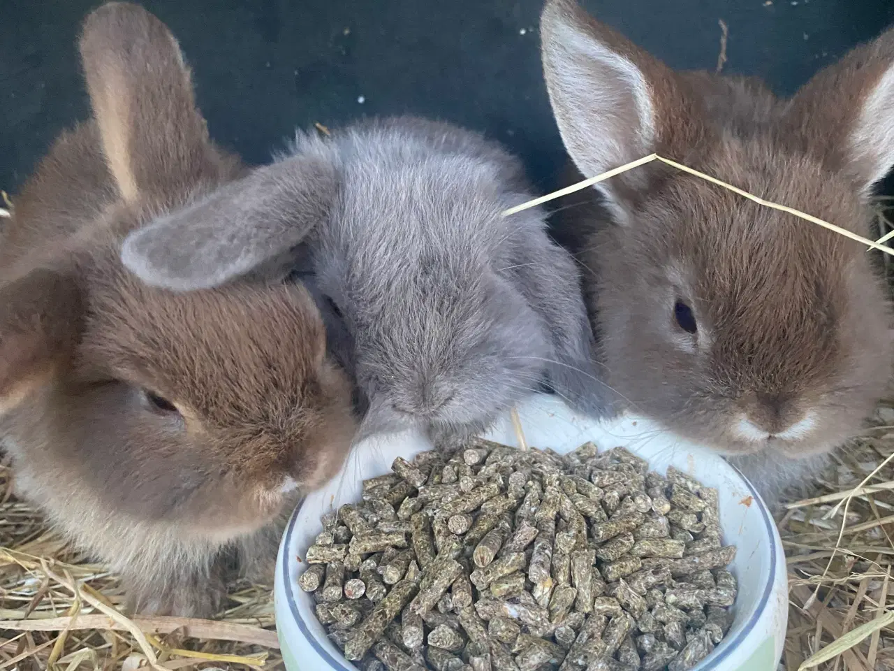 Billede 6 - Mini lop, kaninunge, pige 