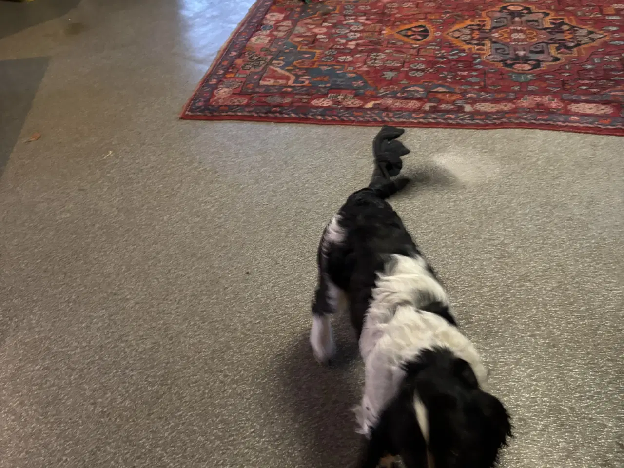 Billede 3 - Engelsk Springer Spaniel