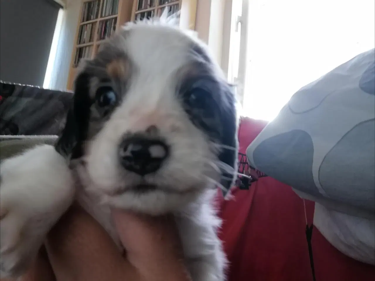 Billede 8 - Langhåret dværg gravhund 