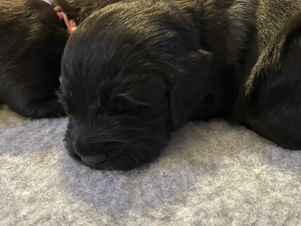 Billede 5 - Golden Retriever/ Tysk langhåret Labrador hvalpe