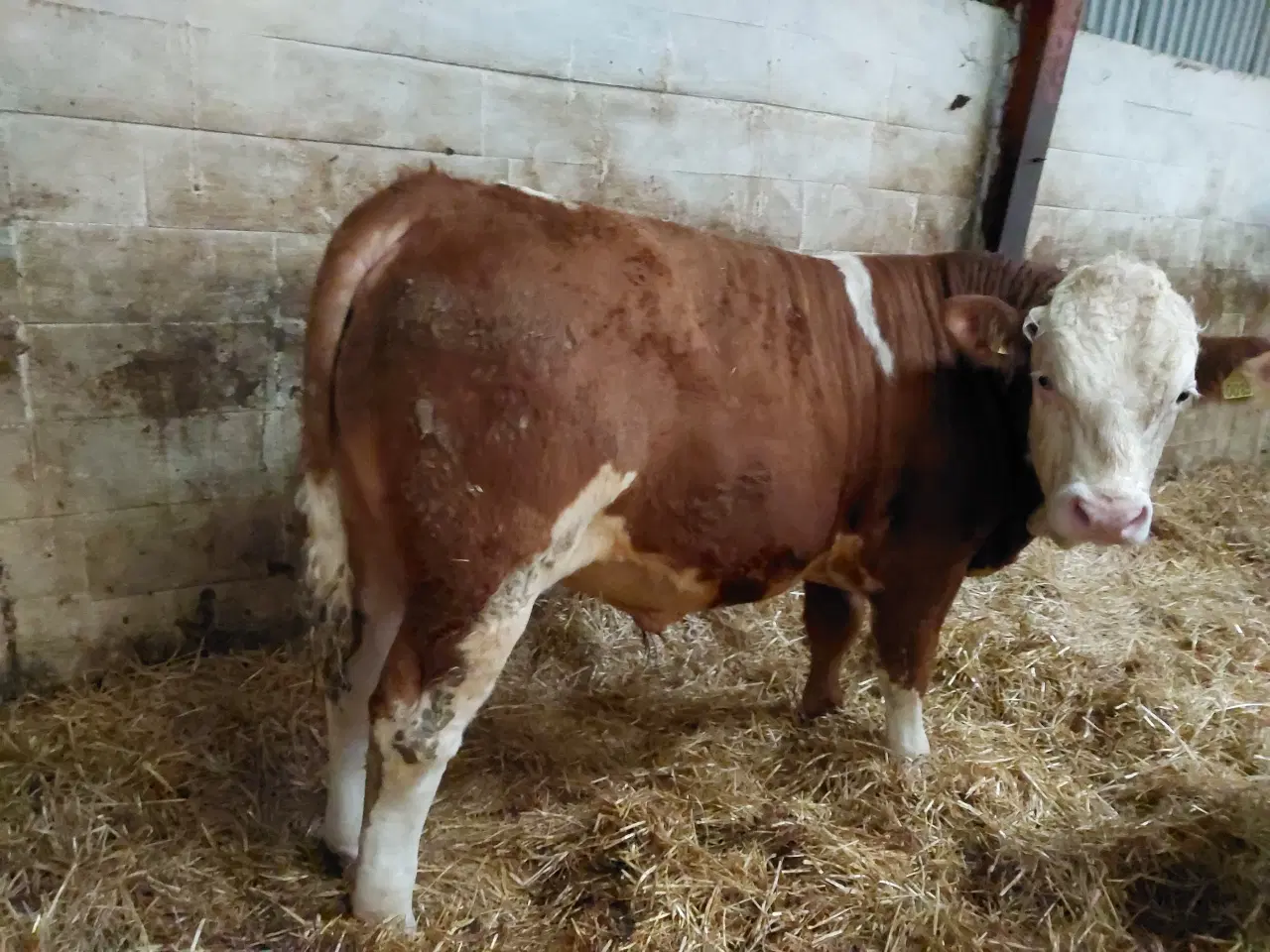 Billede 5 - Simmentaler tyr